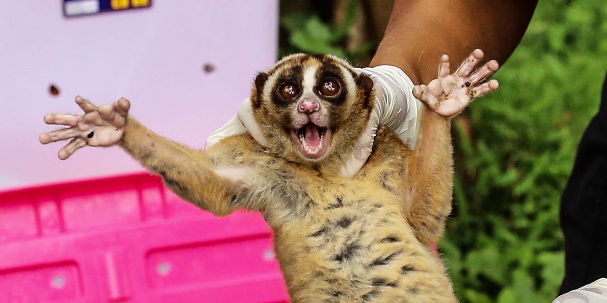 khoe dong vat hoang da tren tiktok anh 1