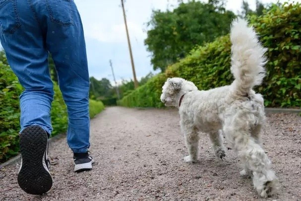 Kiem gan 40.000 USD/nam nho dat cho di dao, chay viec vat o Anh hinh anh