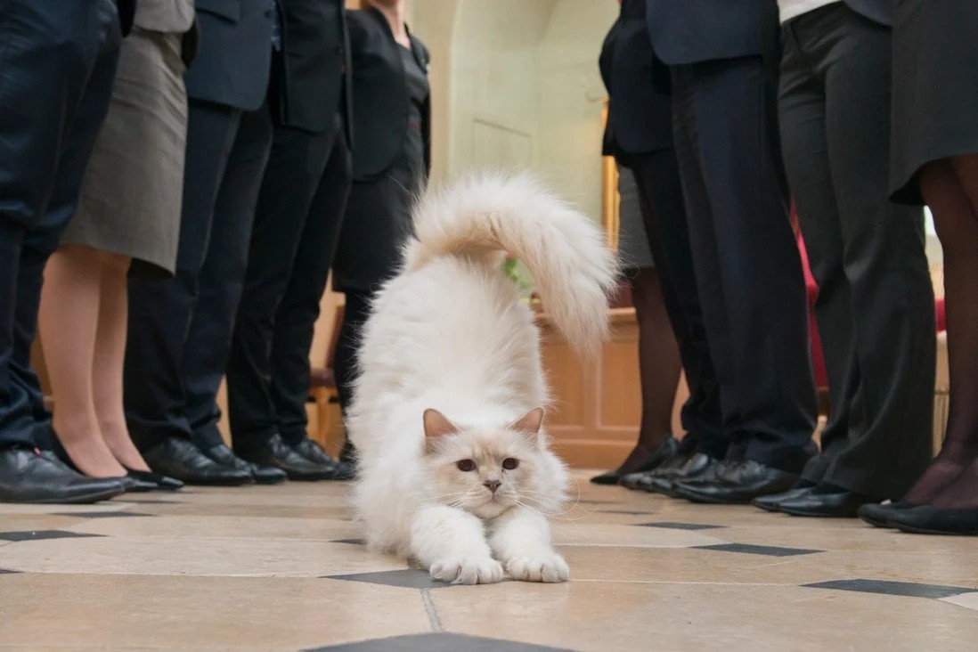 khach san dung cho meo hut khach anh 1