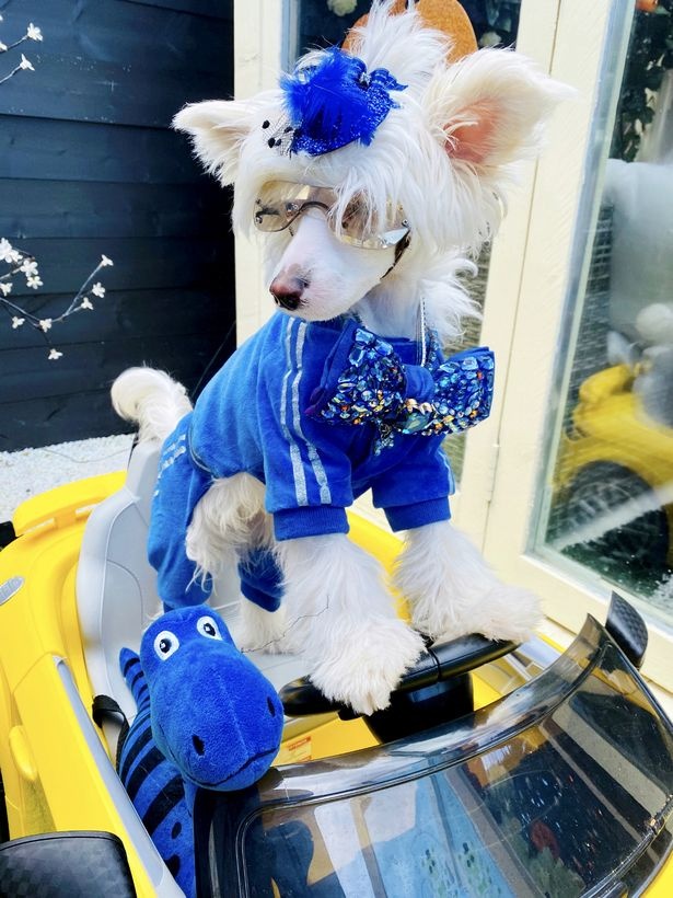 chi 10000 usd cho cho cung anh 3