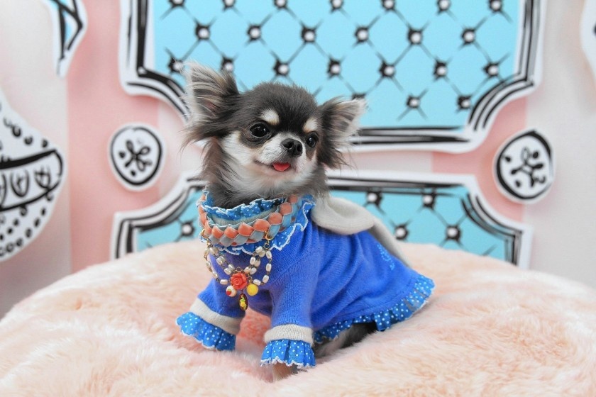 do dung xa xi cho thu cung anh 1