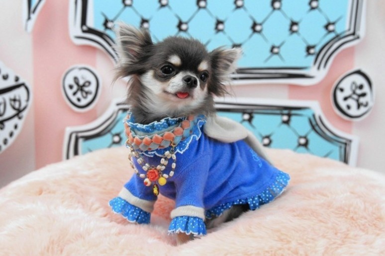 Quan ao, do dung xa xi cho thu cung len ngoi o Trung Quoc hinh anh