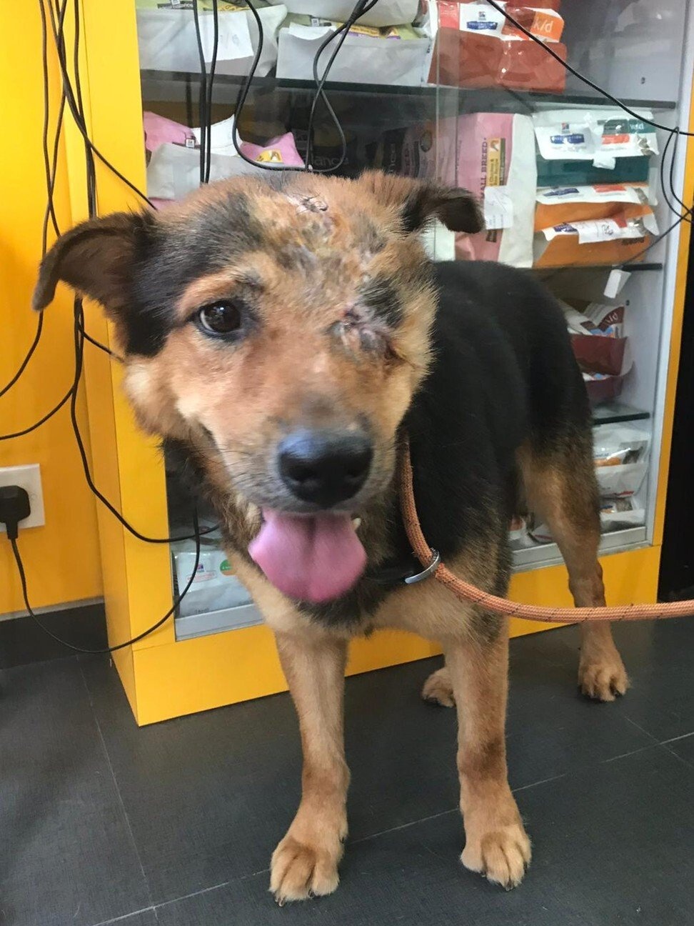 cuu mang cho vo gia cu anh 1