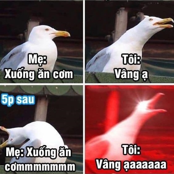 nguon goc meme chim mong bien anh 4