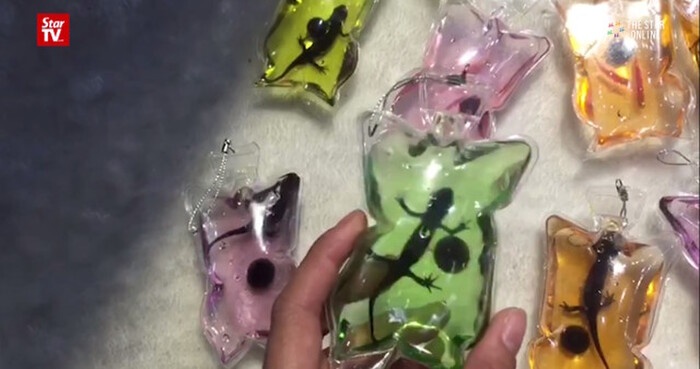 bo ca song vao mong tay gia anh 2