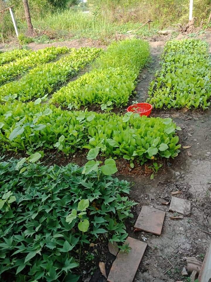 trong rau tang hang xom anh 3