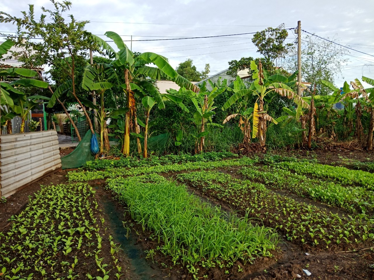 trong rau tang hang xom anh 2