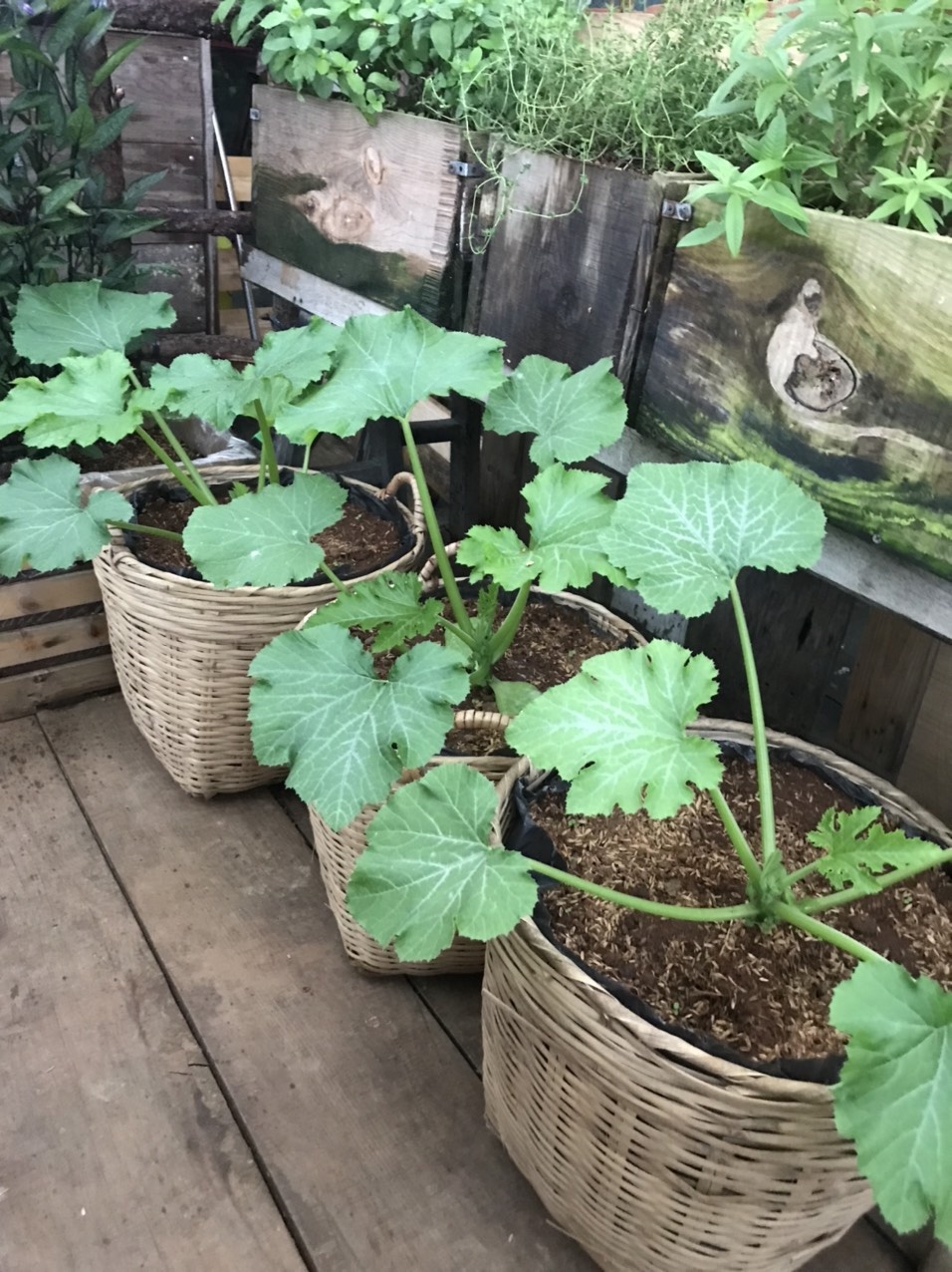 khu vườn trên mây của chàng trai Đà Lạt ảnh 3 khu vuon tren may cua chang trai Da Lat anh 3