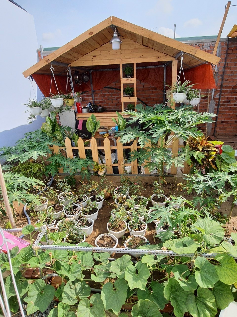 tu trong rau o nha anh 5