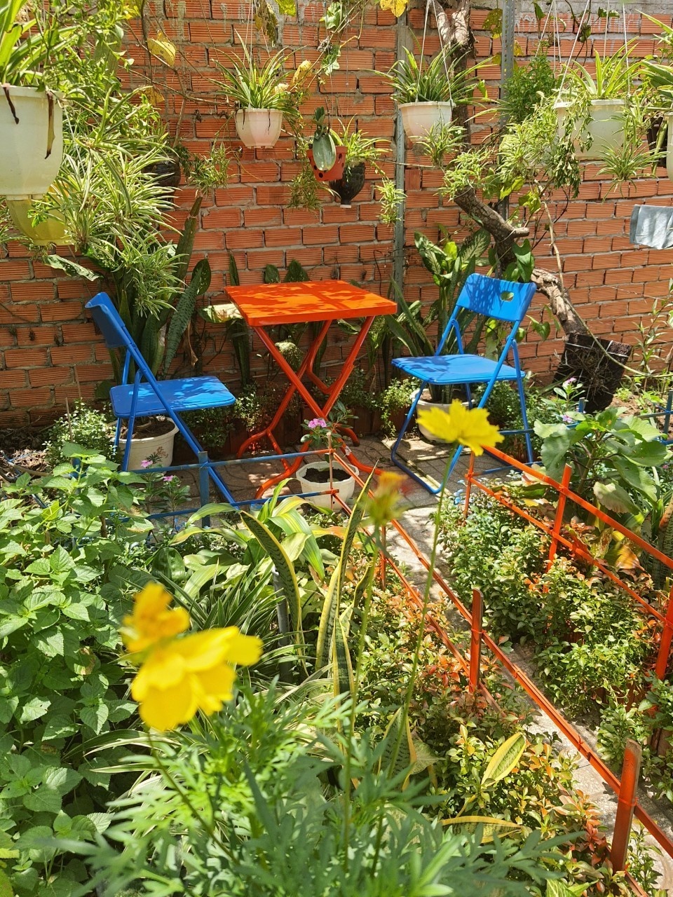 tu trong rau o nha anh 4