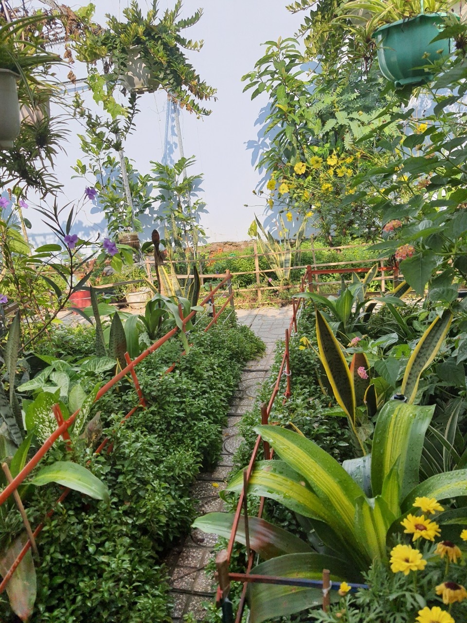 tu trong rau o nha anh 2