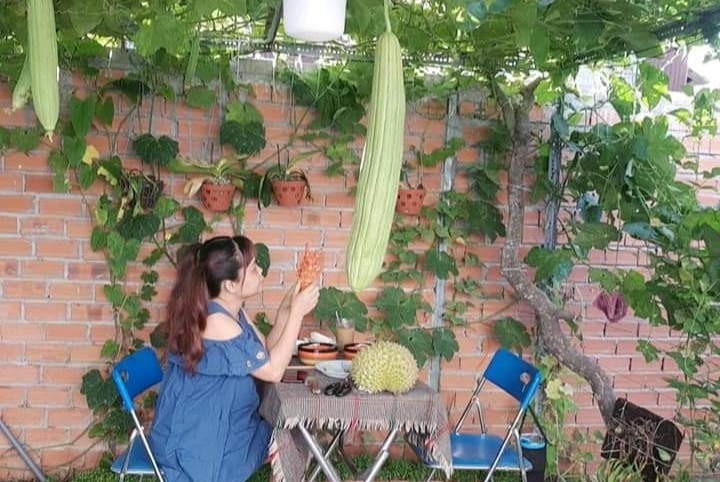 Doi vo chong o TP.HCM trong rau, lam vuon khi cach ly tai nha hinh anh