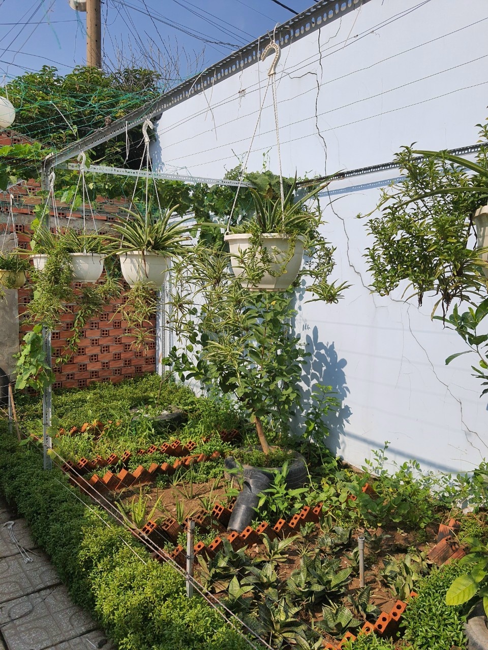 tu trong rau o nha anh 3