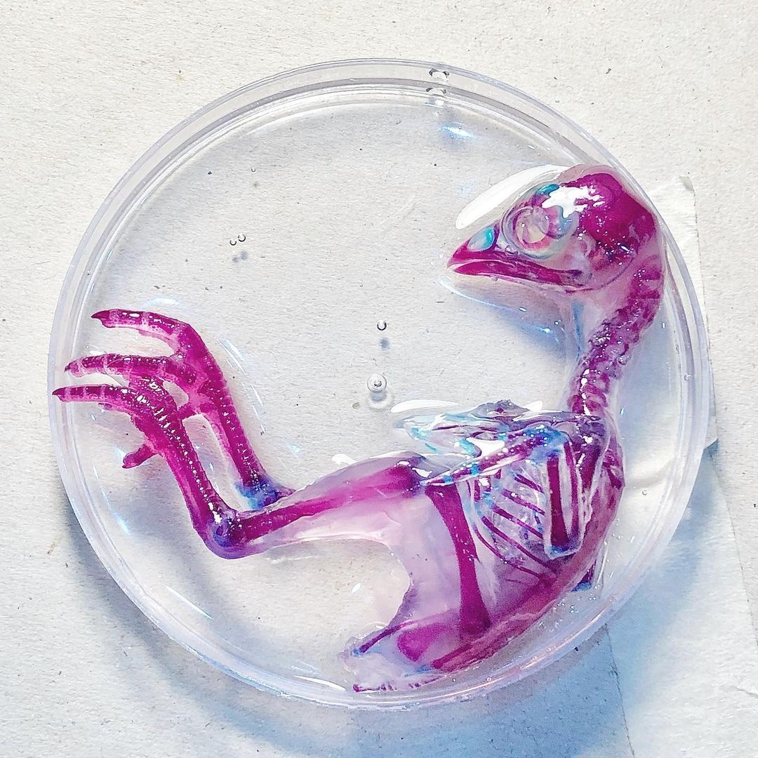 co gai lam tieu ban nhuom xuong anh 6