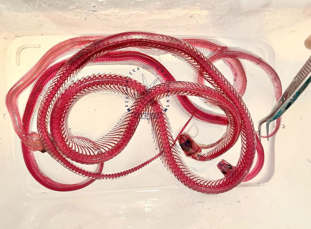 co gai lam tieu ban nhuom xuong anh 2