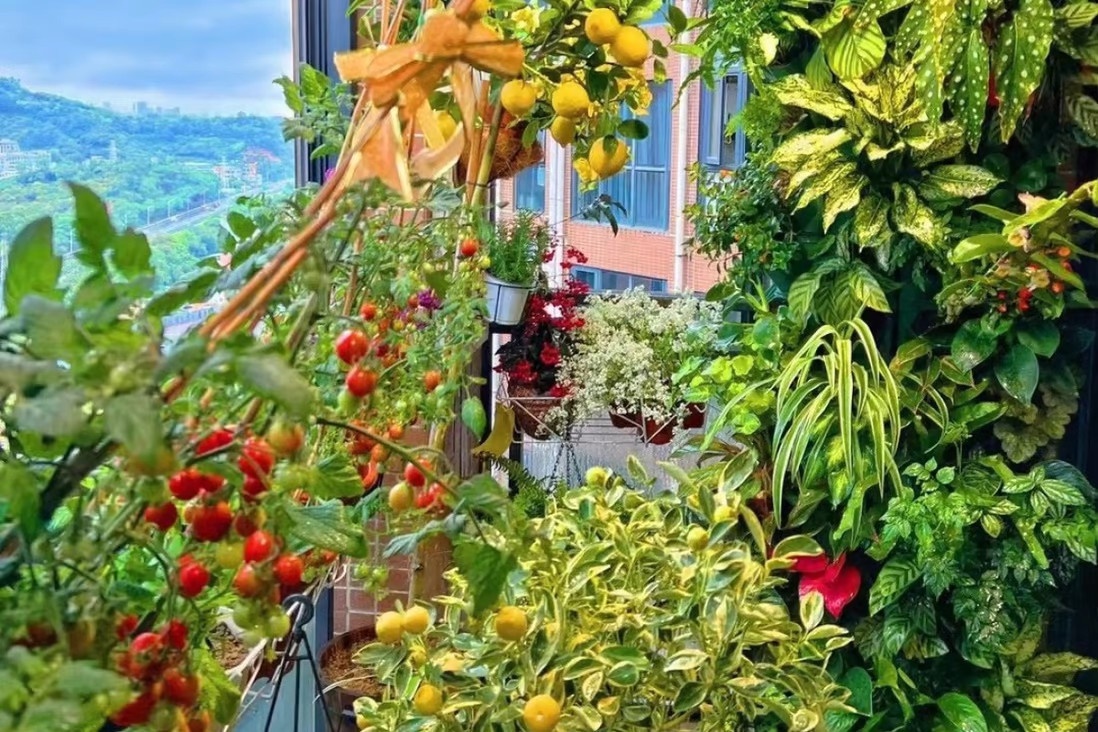 trong rau tai nha trong dich anh 1