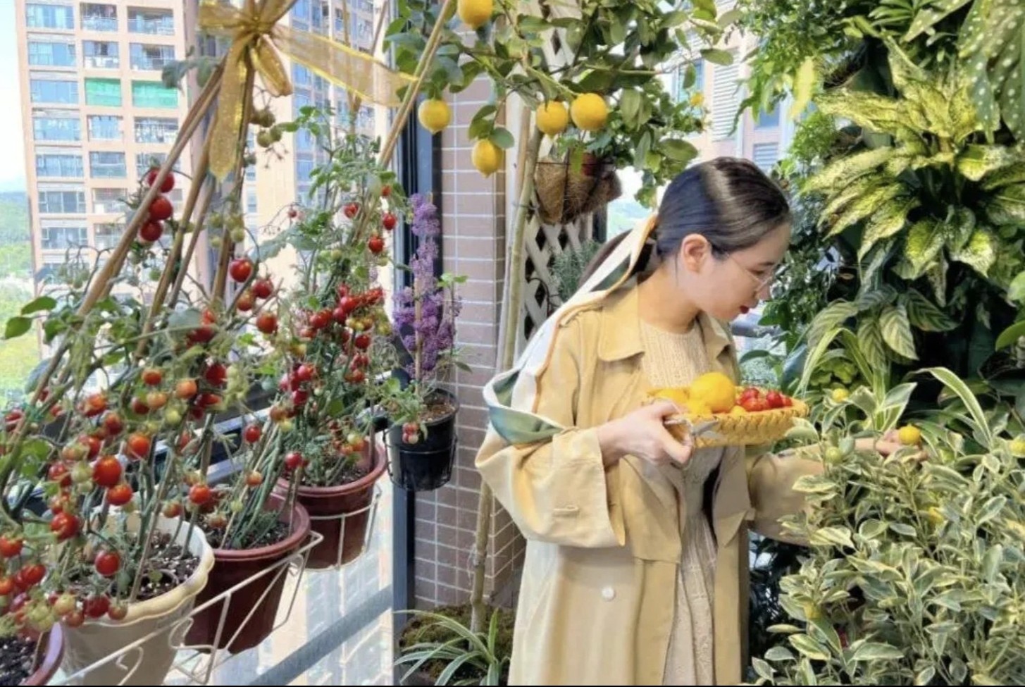 Dan do thi Trung Quoc ro mot trong rau o ban cong hinh anh