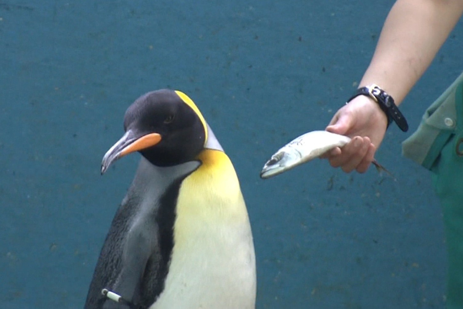 Lam phat anh huong den ca bua an cua chim canh cut va rai ca Nhat Ban hinh anh