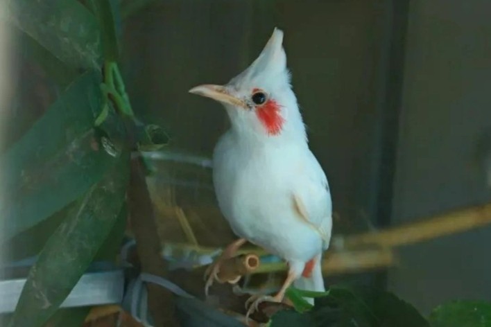 Chi tien ty nhan giong chao mao tren san thuong hinh anh