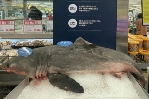 Xac ca map thanh noi khach chup anh hinh anh