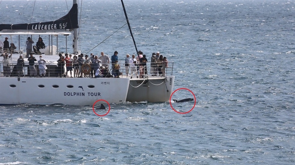 du lich ngam ca heo anh 2