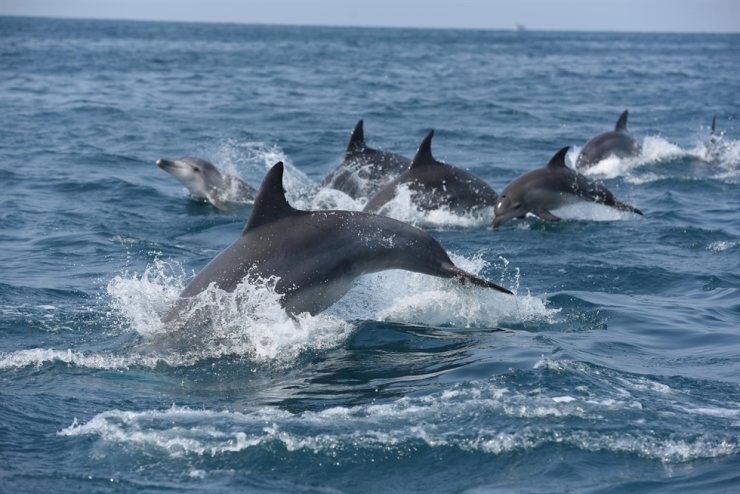 du lich ngam ca heo anh 3