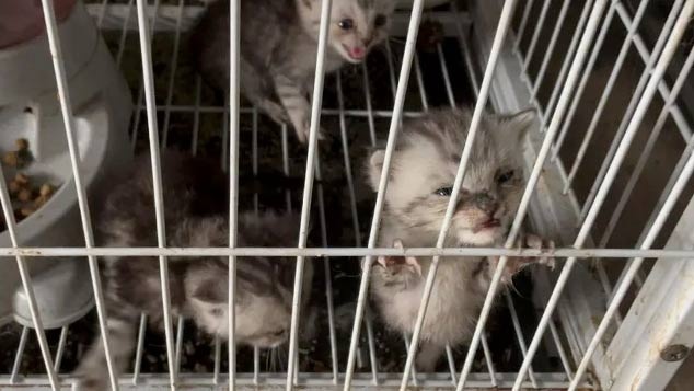 nhan giong thu nuoi anh 2