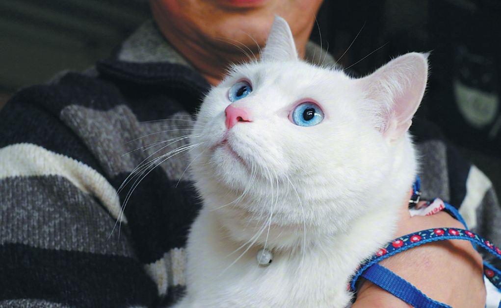 Bi kich tan bao sau nhung con meo de thuong o Trung Quoc hinh anh