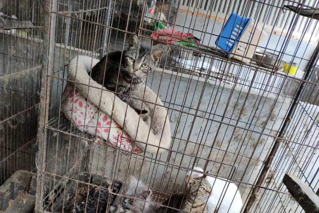 nhan giong thu nuoi anh 4