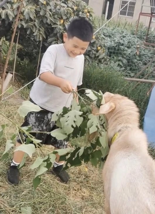 nuôi cừu làm thú cưng ảnh 1 nuoi cuu lam thu cung anh 1