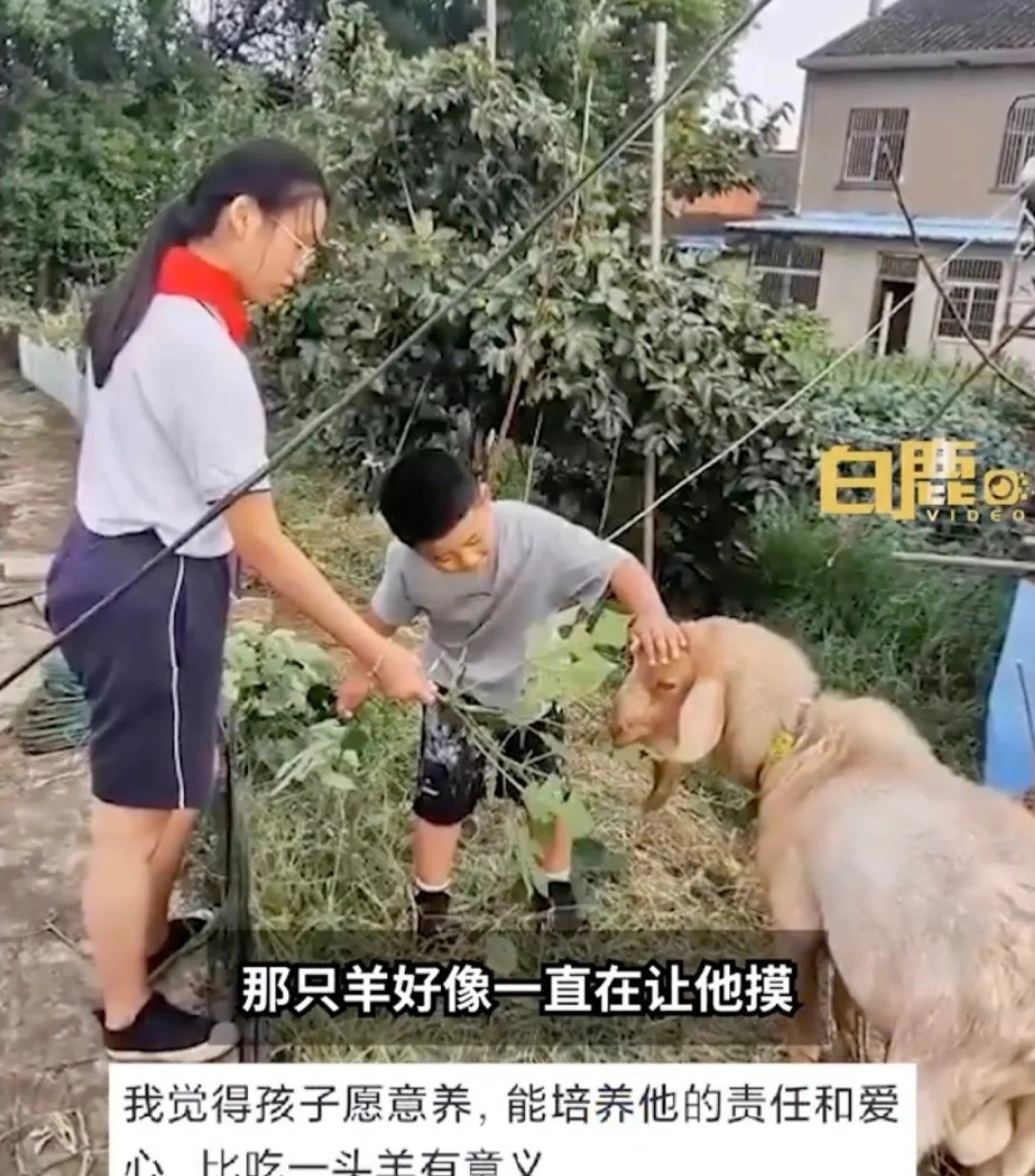 nuôi cừu làm thú cưng ảnh 2 nuoi cuu lam thu cung anh 2