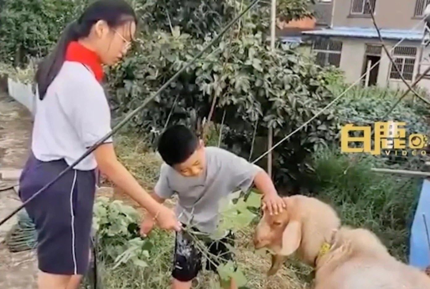 Bo me mua cuu de giet thit, con trai xin giu lam thu cung hinh anh