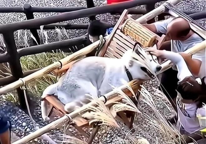 Co gai bi chi trich vi thue nguoi khieng cho cung khi di du lich hinh anh