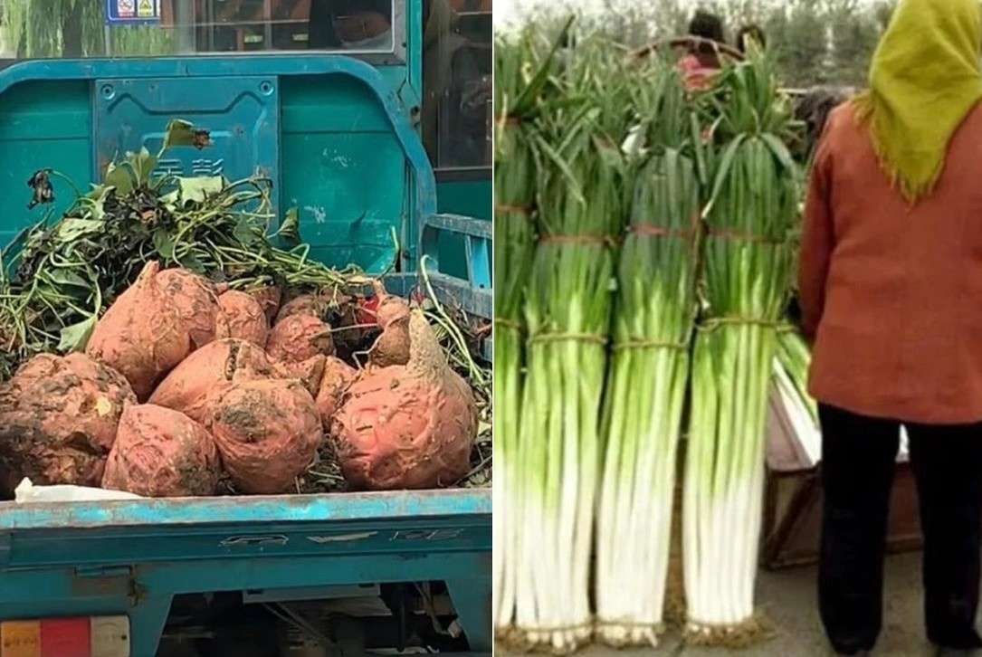 Khoai lang to hon dau nguoi, hanh la cao ca met o Trung Quoc hinh anh