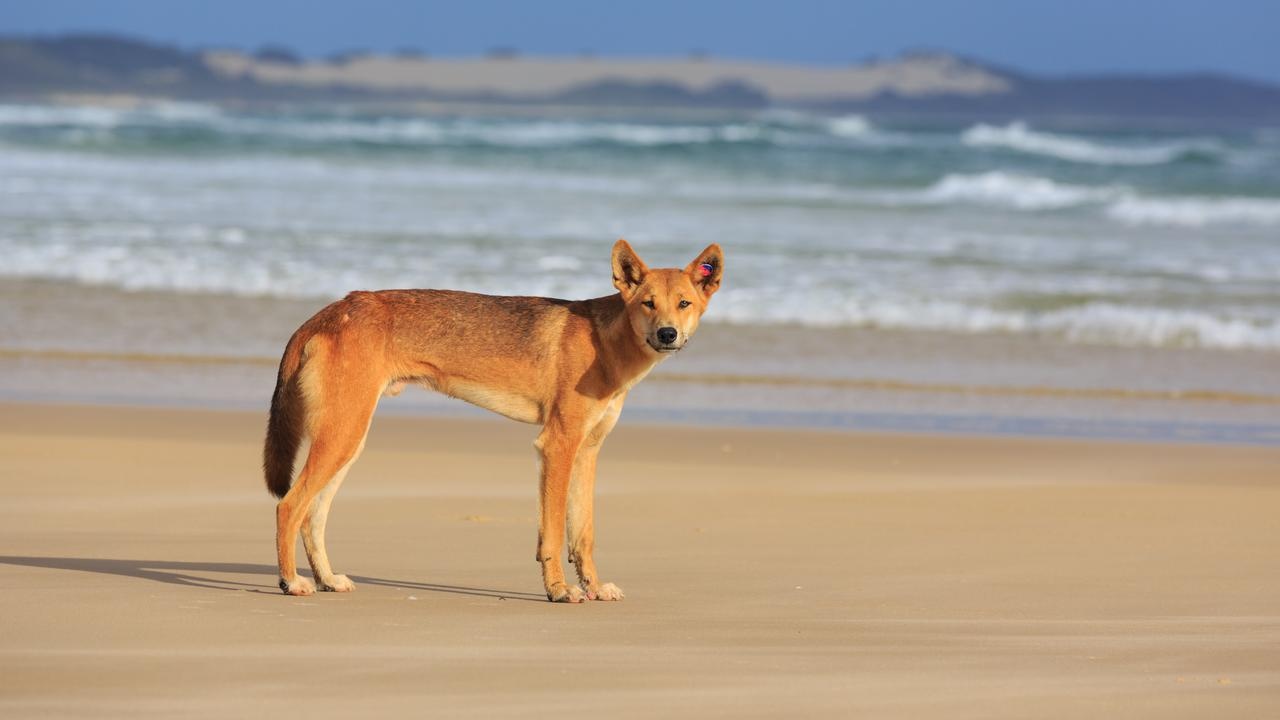 cho chó dingo ăn ảnh 1 cho cho dingo an anh 1
