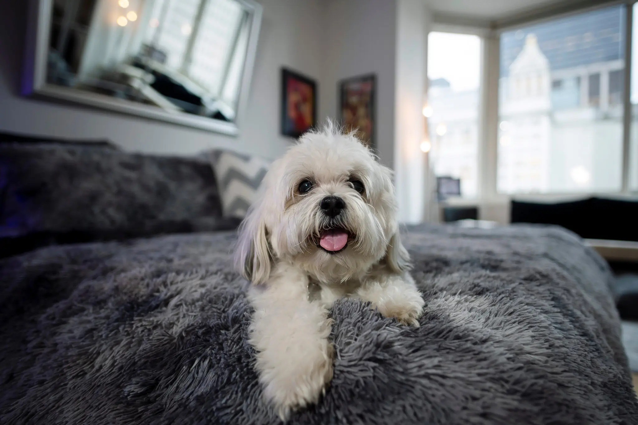 nuoi cho o chung cu anh 1