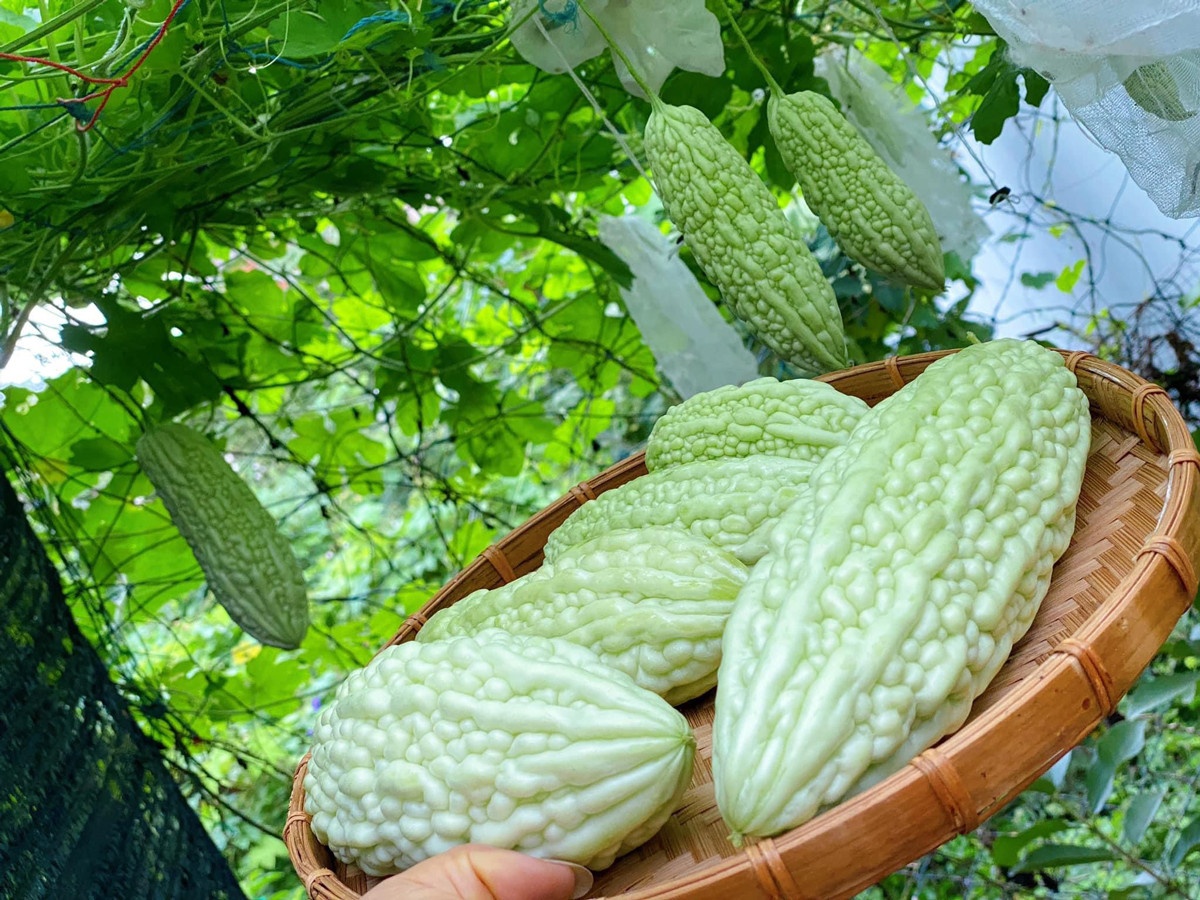 Trồng cây ban công ảnh 5 Trong cay ban cong anh 5