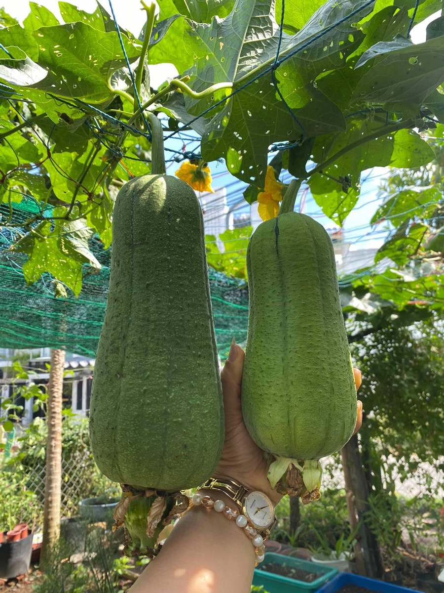 Trồng cây ban công ảnh 9 Trong cay ban cong anh 9