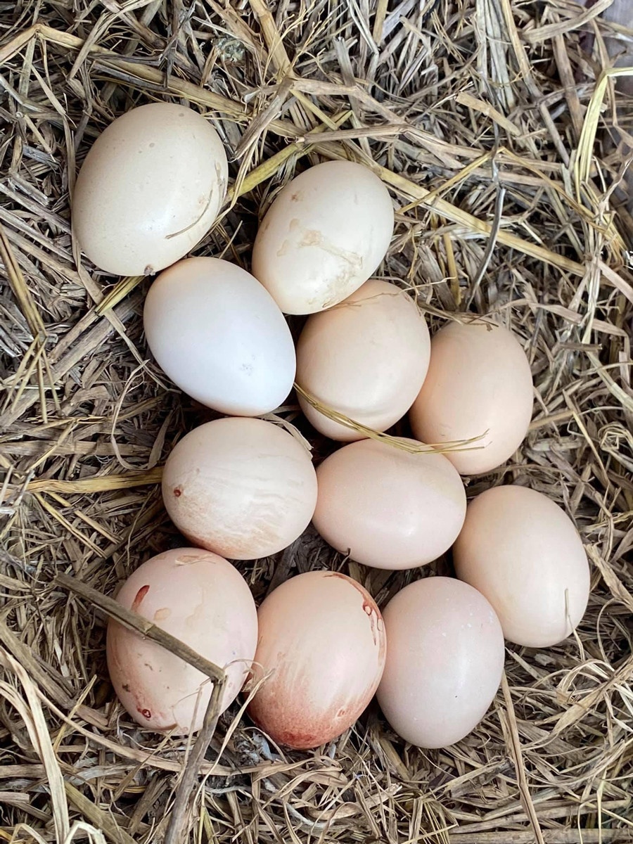 Trồng cây ban công ảnh 11 Trong cay ban cong anh 11