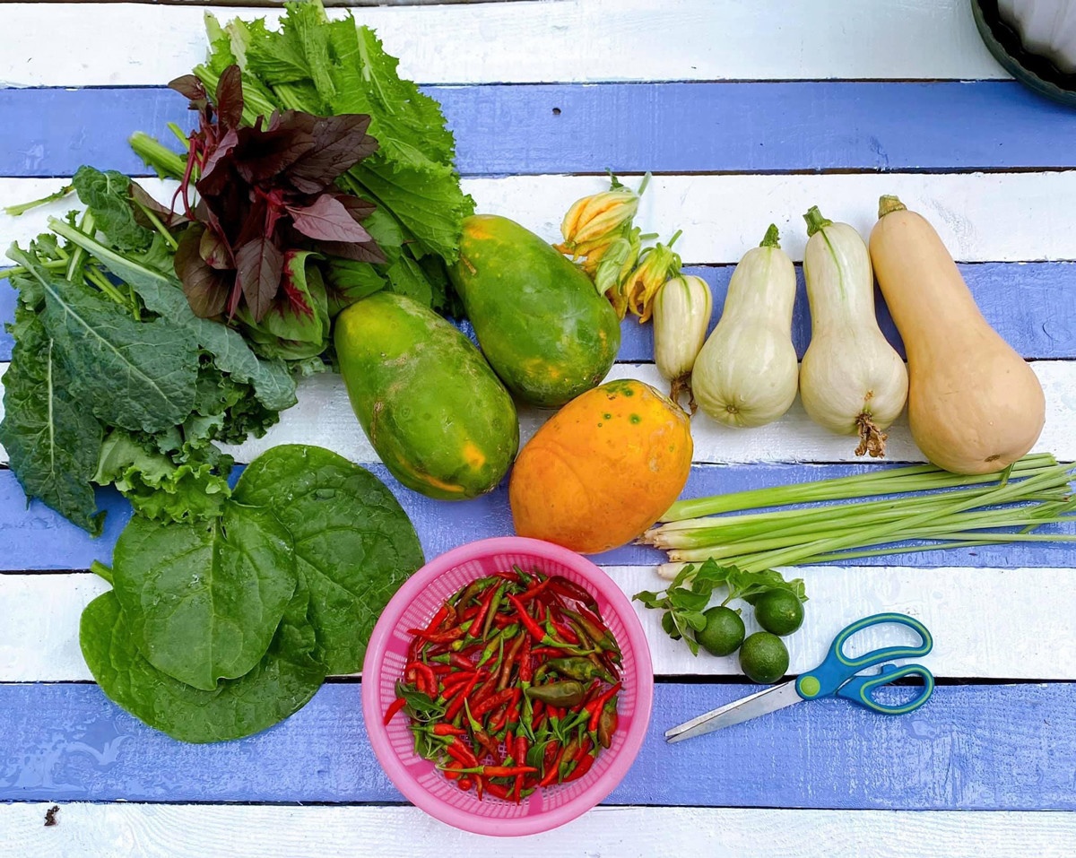 Trồng cây ban công ảnh 2 Trong cay ban cong anh 2