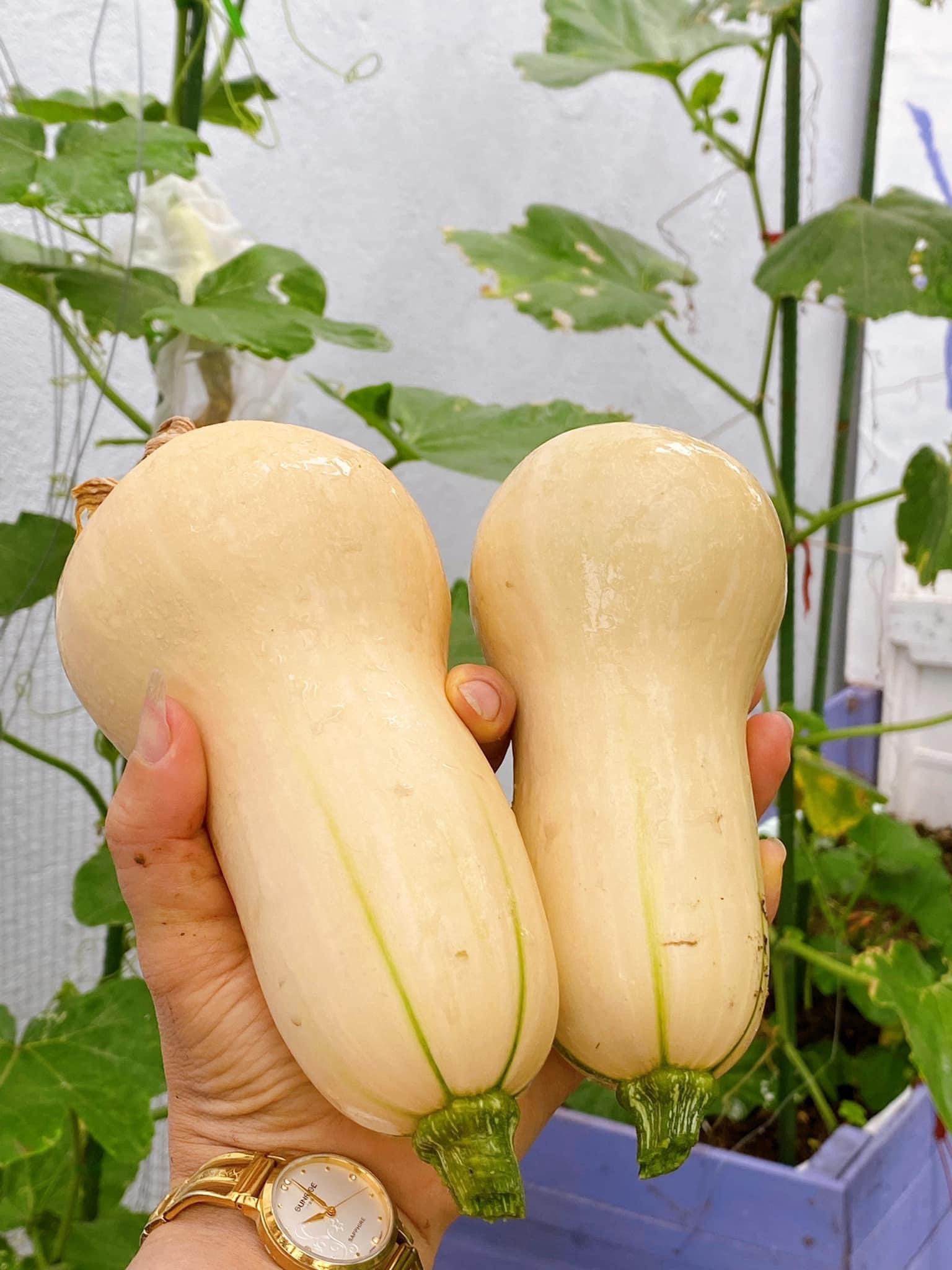 Trồng cây ban công ảnh 8 Trong cay ban cong anh 8