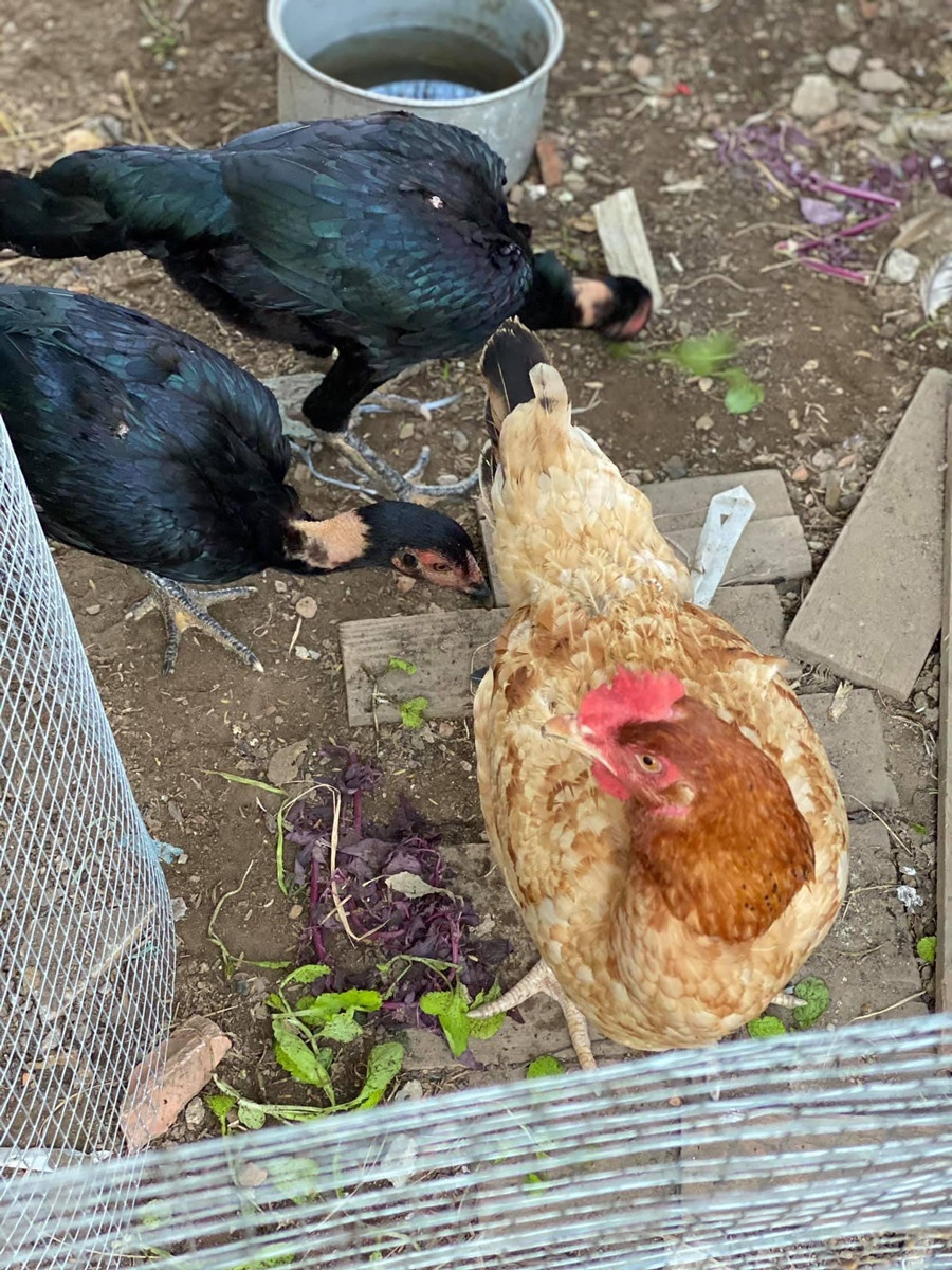 Trồng cây ban công ảnh 12 Trong cay ban cong anh 12