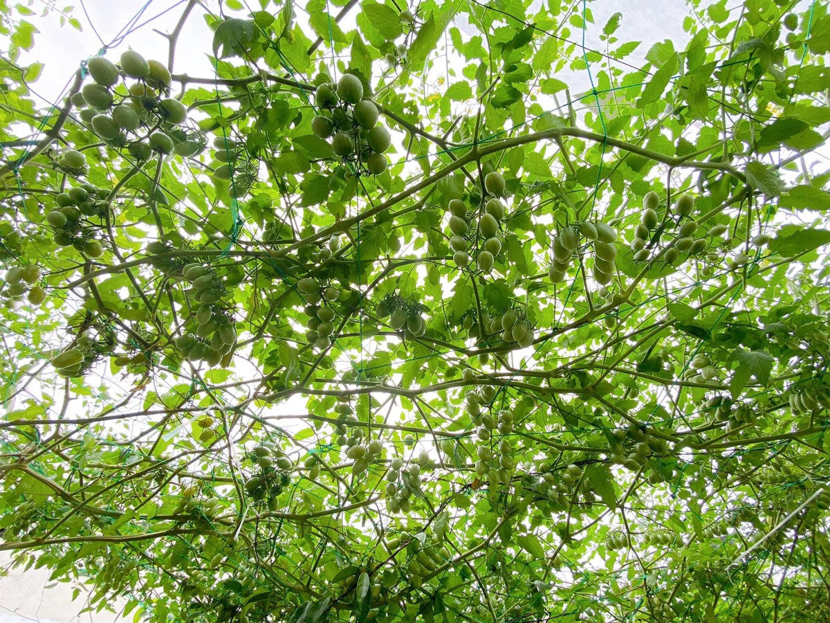 Trồng cây ban công ảnh 3 Trong cay ban cong anh 3