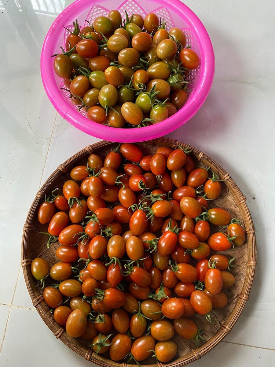 Trồng cây ban công ảnh 7 Trong cay ban cong anh 7