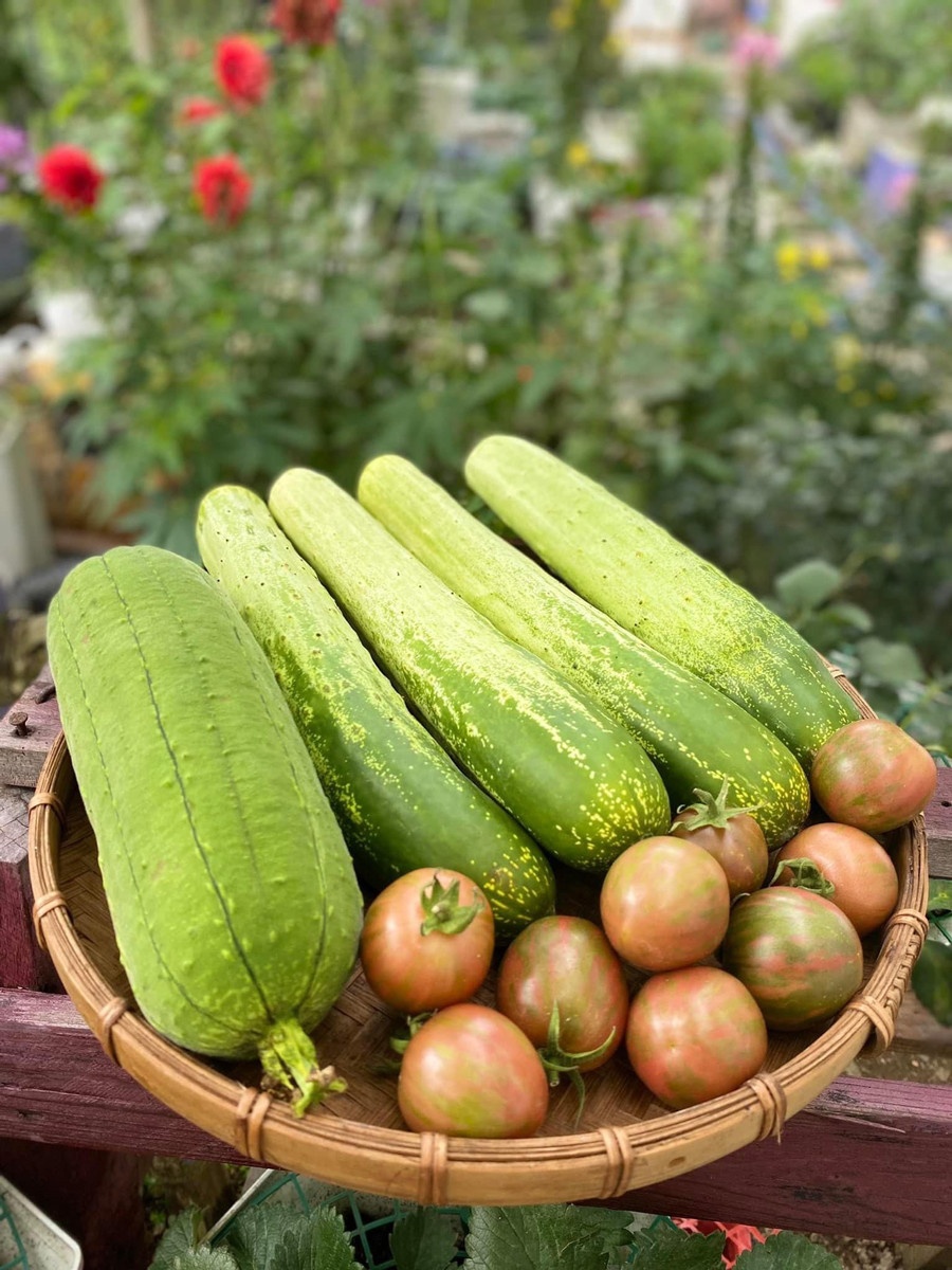 Trồng cây ban công ảnh 6 Trong cay ban cong anh 6