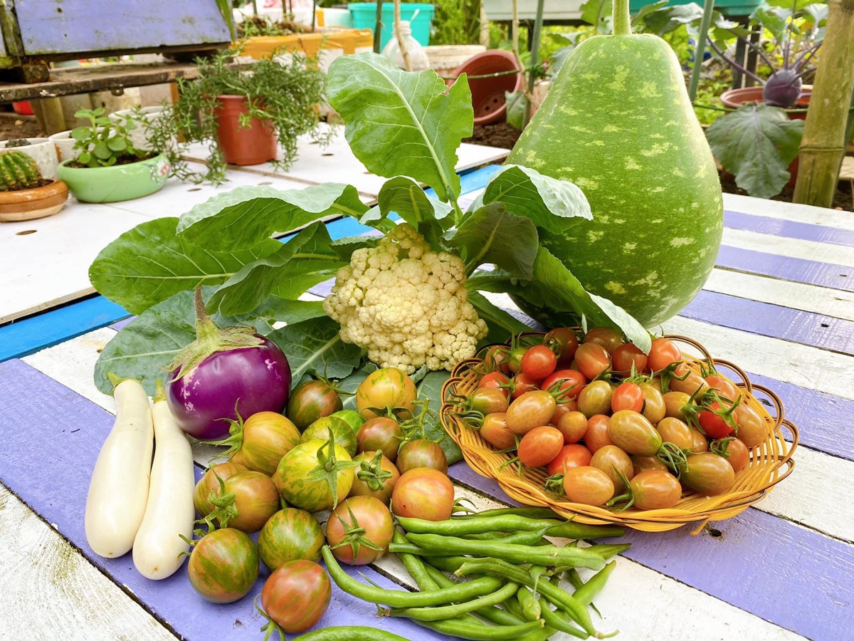 Trong cay ban cong anh 10