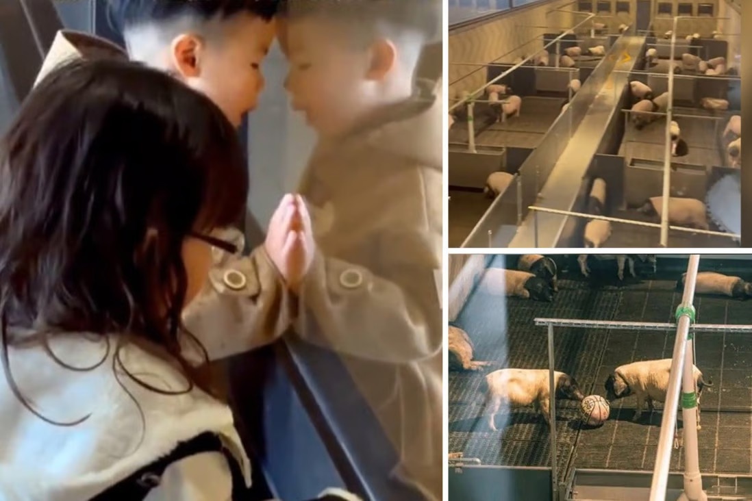 phong ngam lon anh 1