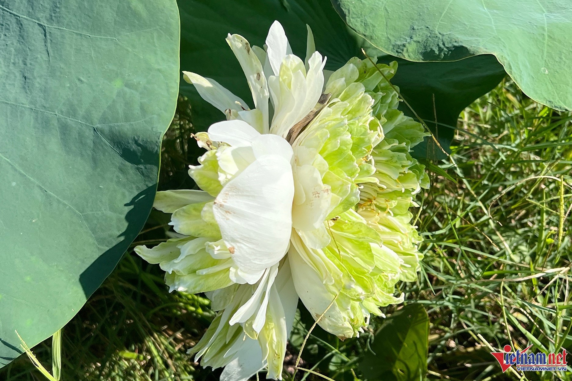 Xuat hien bong sen Tinh De quan am sieu hiem o Nghe An hinh anh