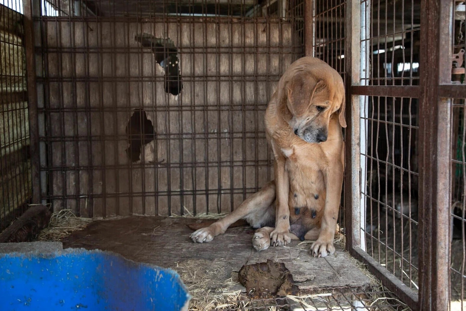 Nhung ngay 'boknal' khong thit cho dau tien o Han Quoc hinh anh