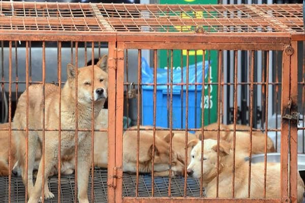 Cai chet cua 'pho thit cho' noi tieng Han Quoc hinh anh